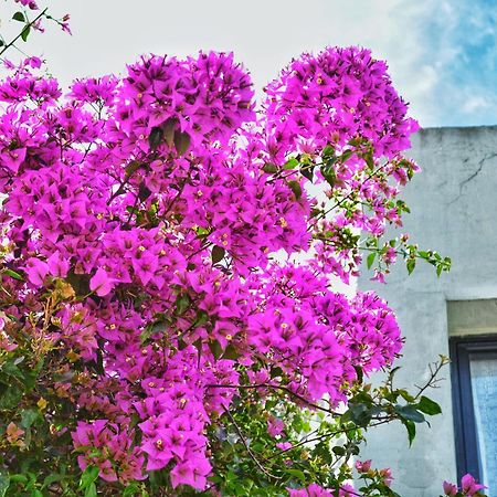 Posada Santa Rita Colonia del Sacramento Ngoại thất bức ảnh