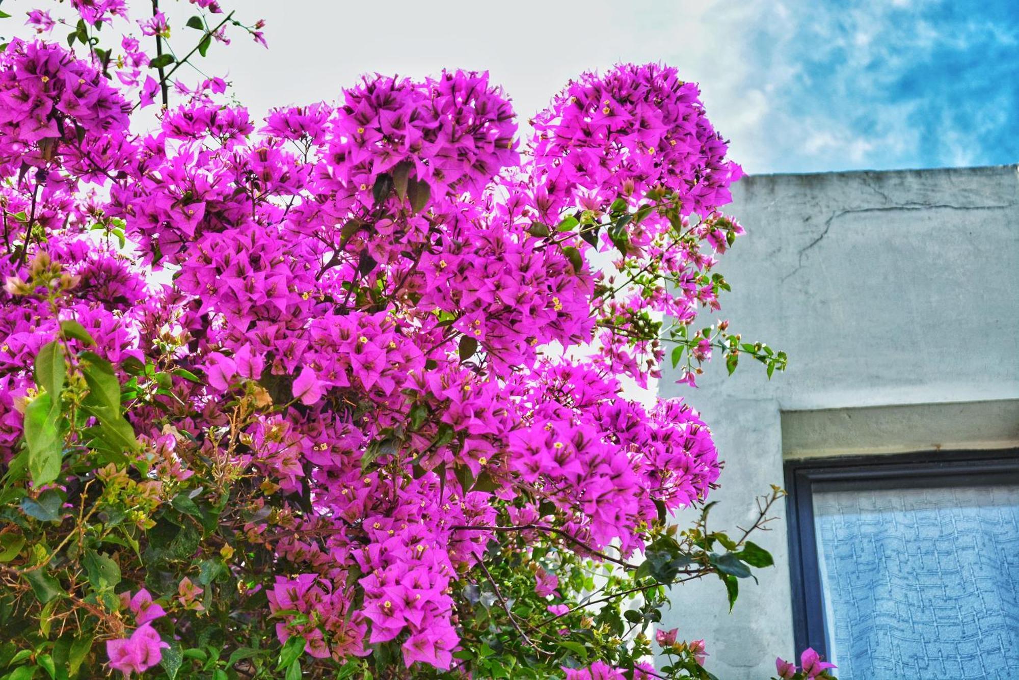 Posada Santa Rita Colonia del Sacramento Ngoại thất bức ảnh